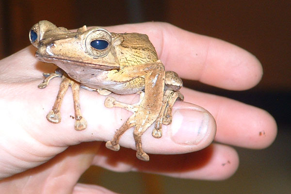 Endangered amphibians meet Zoology students