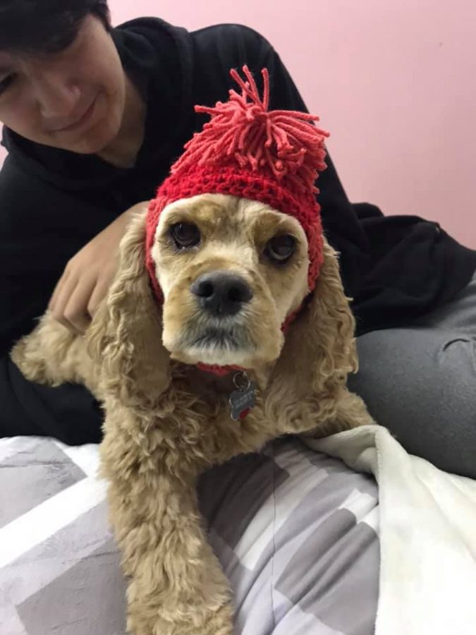 My mom crocheted a hat for my dog on Monday! Photo taken by Azucena Gama.  
