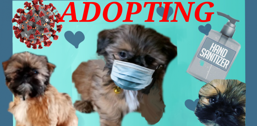 Adopting A Dog From A breeder During The Pandemic